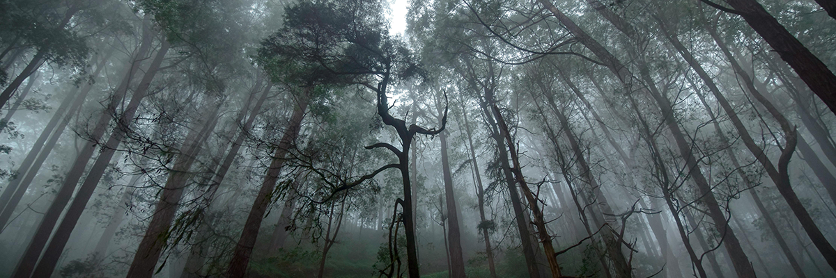 Sri Lankan Attractions 3