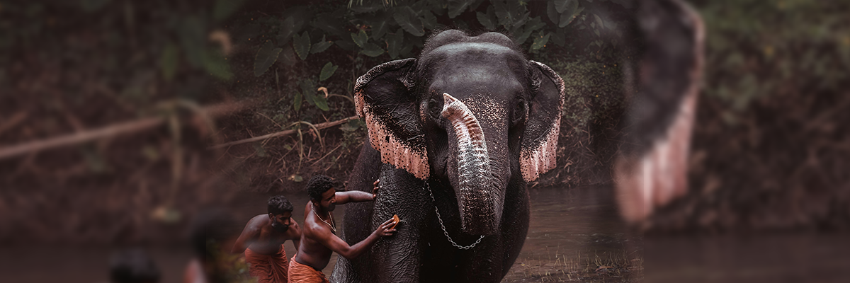 Sri Lankan Attractions 4